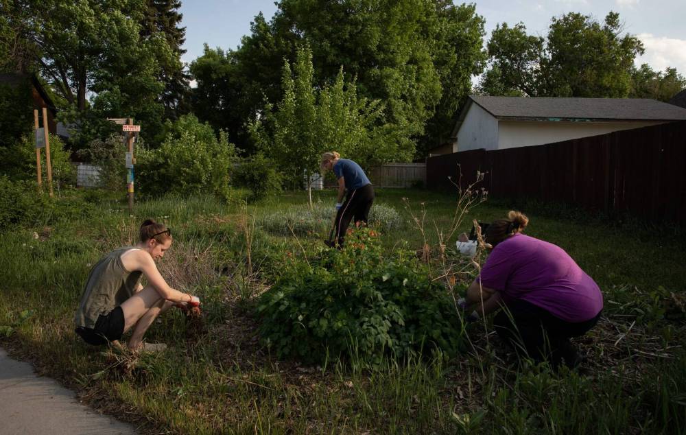 JESSICA LEE / WINNIPEG FREE PRESS
From left to right: Nicole Webster, Linda Chiappetta and Nora Kuempel pull weeds at the Euclid Food Forest in Point Douglas.