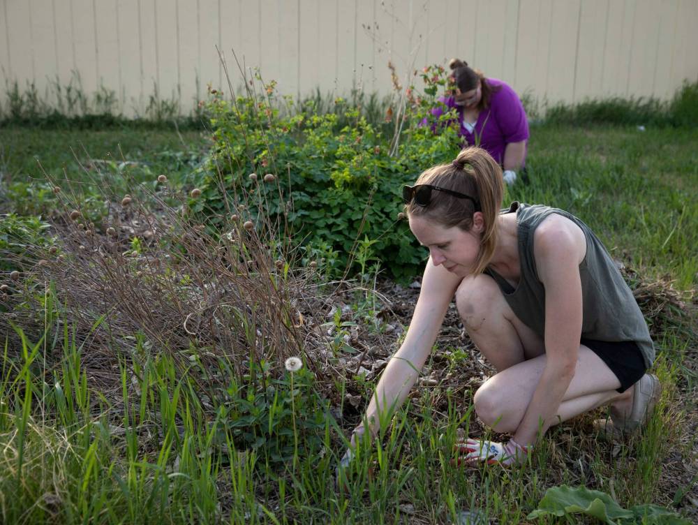 JESSICA LEE / WINNIPEG FREE PRESS
Nicole Webster (right), who volunteers as project co-ordinator, spends approximately four hours weeding at two gardens per week.