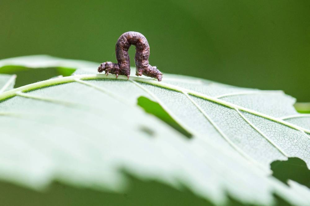 MIKAELA MACKENZIE / WINNIPEG FREE PRESS
One cankerworm moth lays a minimum 100 eggs per summer.