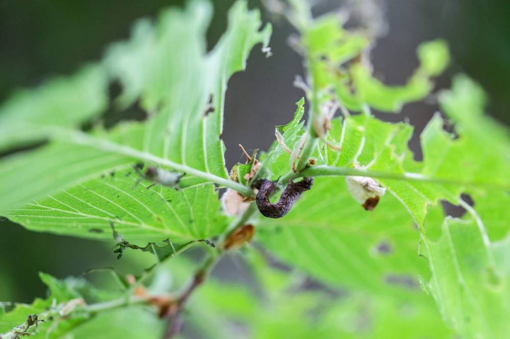 MIKAELA MACKENZIE / WINNIPEG FREE PRESS
Canker worms on an elm on Yale Avenue near Harrow Street in River Heights on Friday.