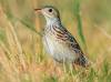 The area supports Sprague’s pipit, the NCC said. (Free Press files)