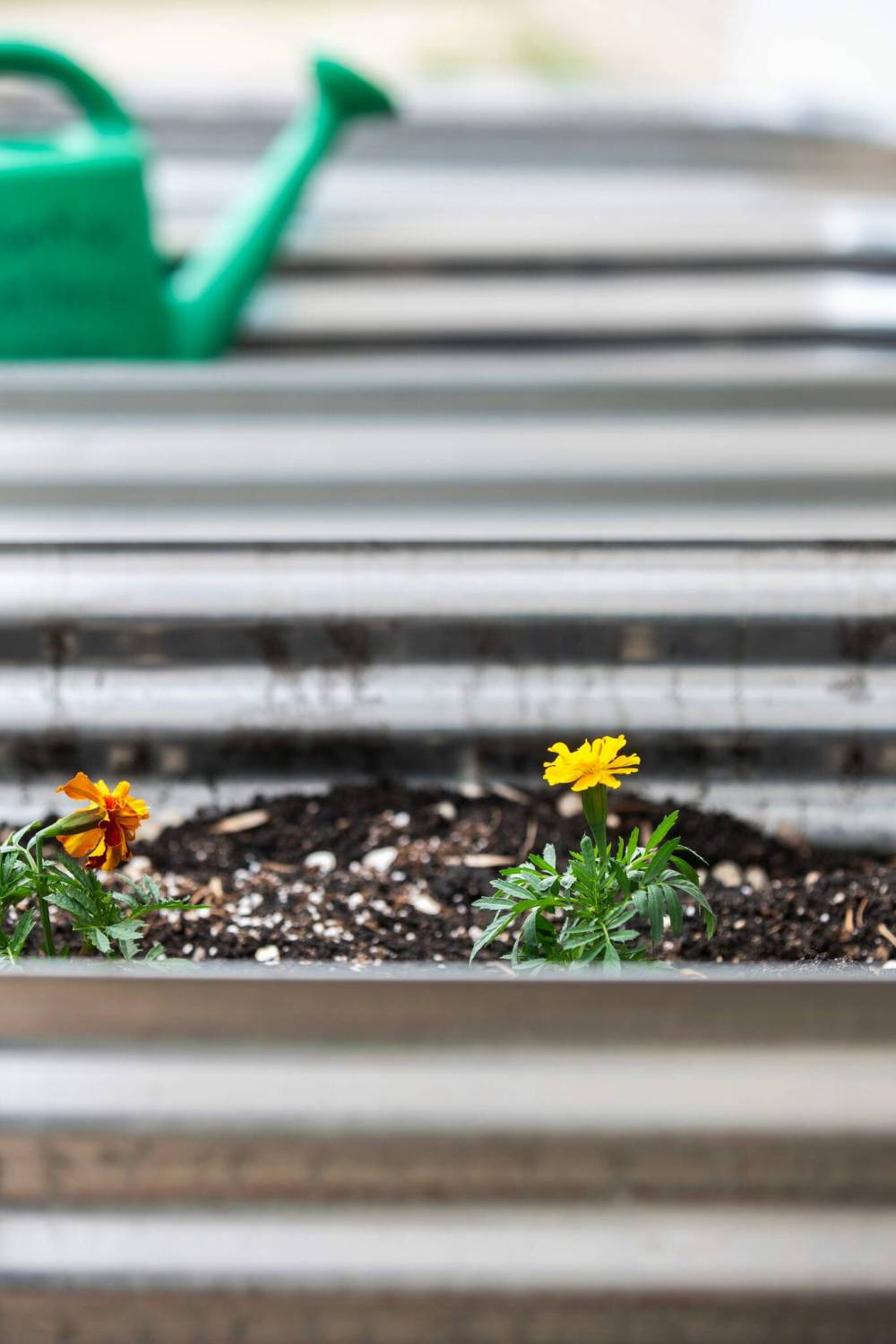 MIKAELA MACKENZIE / WINNIPEG FREE PRESS
Willow Place’s new garden boxes.