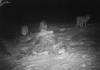 SUPPLIED
                                Camera footage shows wolves in the night surrounding a bull at the Radfords’ Roblin ranch. The predators took 17 calves in three weeks, the Radfords said.