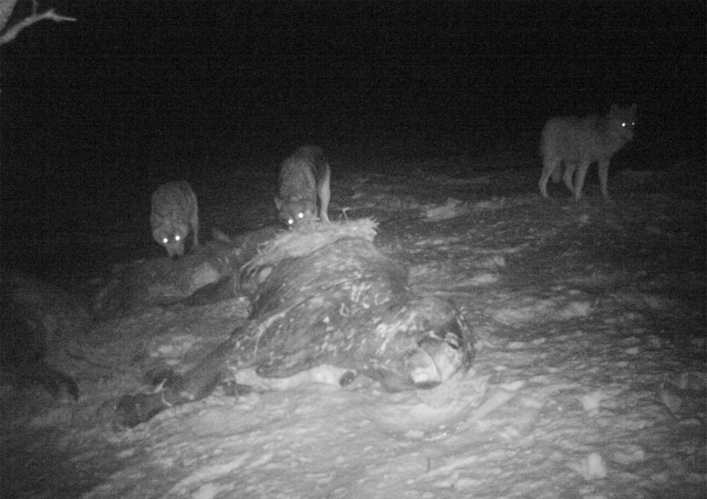 SUPPLIED
                                Camera footage shows wolves in the night surrounding a bull at the Radfords’ Roblin ranch. The predators took 17 calves in three weeks, the Radfords said.