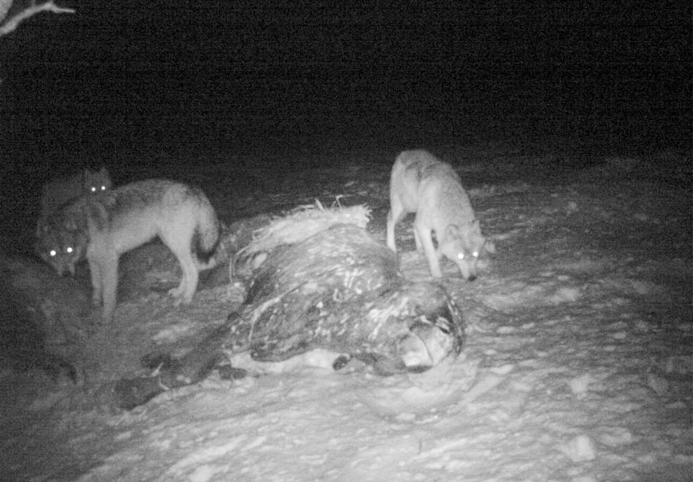 SUPPLIED
                                Stress on adult cows from wolf attacks has led to fewer calves birthed, and overall, the farm has lost thousands of dollars because of the predators, the Radfords said.