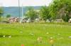 Flags mark where ground-penetrating radar recorded hits of what are believed to be 751 unmarked graves in this cemetery near the grounds of the former Marieval Indian Residential School on the Cowessess First Nation, Sask., in June 2021. (Mark Taylor / The Canadian Press files)