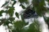 A butterfly rests on a branch in the butterfly biome on the third floor of The Leaf. (Daniel Crump / Winnipeg Free Press files)