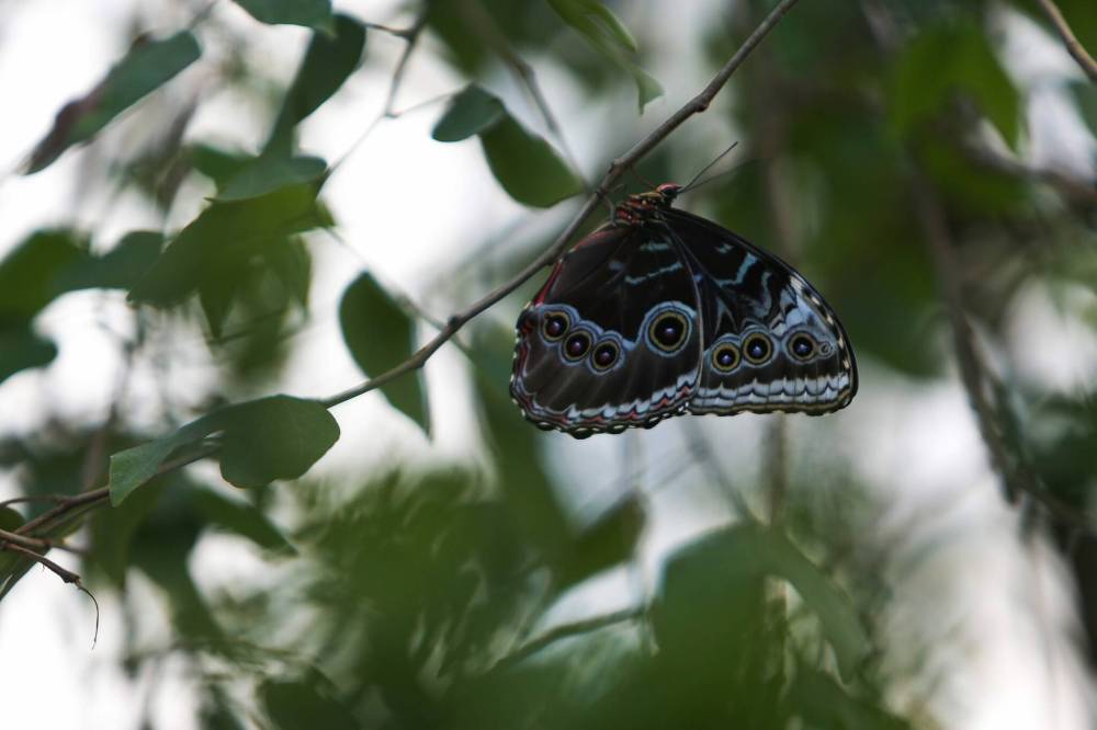 A butterfly rests on a branch in the butterfly biome on the third floor of The Leaf. (Daniel Crump / Winnipeg Free Press files)