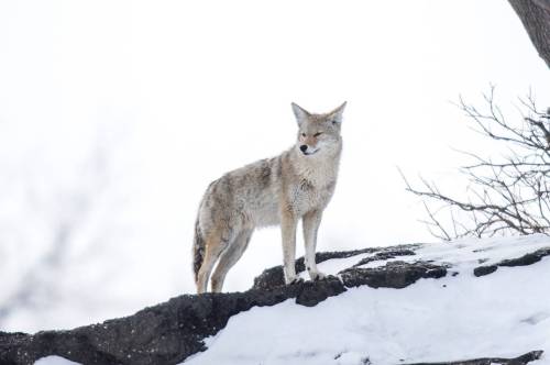 MIKAELA MACKENZIE / WINNIPEG FREE PRESS FILES
                                A coyote on the riverbank at The Forks in Winnipeg last March.