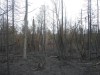 Scorched vegetation and forest floor are seen in Normetal, Que., in a June 11, 2023, handout photo. THE CANADIAN PRESS/HO-SOPFEU, Caroline Boyaud, *MANDATORY CREDIT*