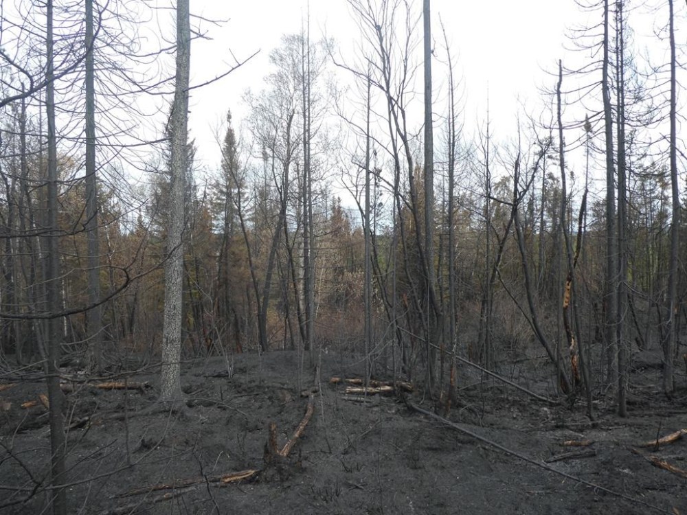Scorched vegetation and forest floor are seen in Normetal, Que., in a June 11, 2023, handout photo. THE CANADIAN PRESS/HO-SOPFEU, Caroline Boyaud, *MANDATORY CREDIT*