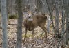 A deer is seen at the Michel-Chartrand Park in Longueuil, Que., Friday, Nov. 13, 2020. As wildfires from coast to coast scorch large swaths of land, sometimes changing it in unrecognizable and irreversible ways, experts have zeroed in on a much-overlooked casualty of the blazes: wildlife. THE CANADIAN PRESS/Paul Chiasson