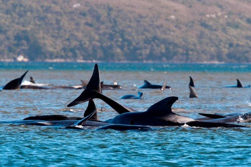 A post-mortem investigation of a group of pilot whales which washed ashore on Cape Breton Island indicates the animals could have come ashore accidentally. Pilot whales lie stranded on a sandbar near Strahan, Australia, Monday, Sept. 21, 2020. THE CANADIAN PRESS/AP-Brodie Weeding/Pool Photo via AP