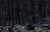 Trees charred by a wildfire are seen in Hammond's Plains, N.S., during a media tour, Tuesday, June 6, 2023. THE CANADIAN PRESS/POOL, Tim Krochak