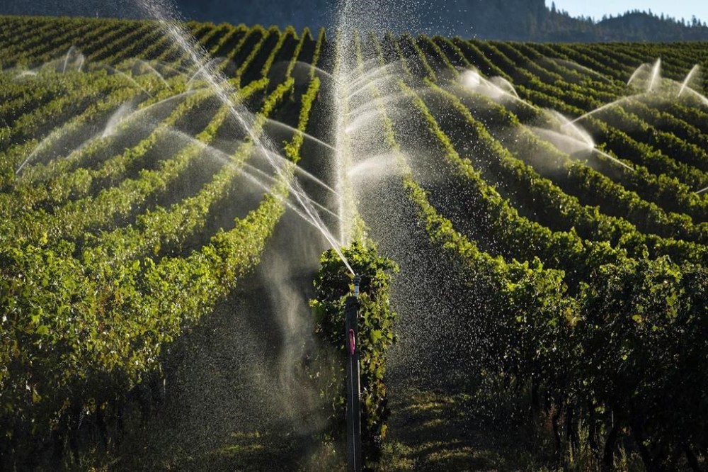 Sprinklers water grapevines in the Okanagan Valley's wine country near Oliver, B.C., Thursday, Sept. 15, 2016. Wine growers in British Columbia say this year's grape crop and wine production face deep losses after a cold snap gripped the province last winter. THE CANADIAN PRESS/Jeff McIntosh
