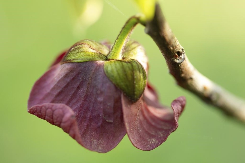 This April 17, 2010, image provided by the Missouri Dept. of Conservation shows the blossom of a pawpaw tree attached to a branch in Missouri. The flower has an odd scent reminiscent of fermenting grapes. (Missouri Dept of Conservation via AP)