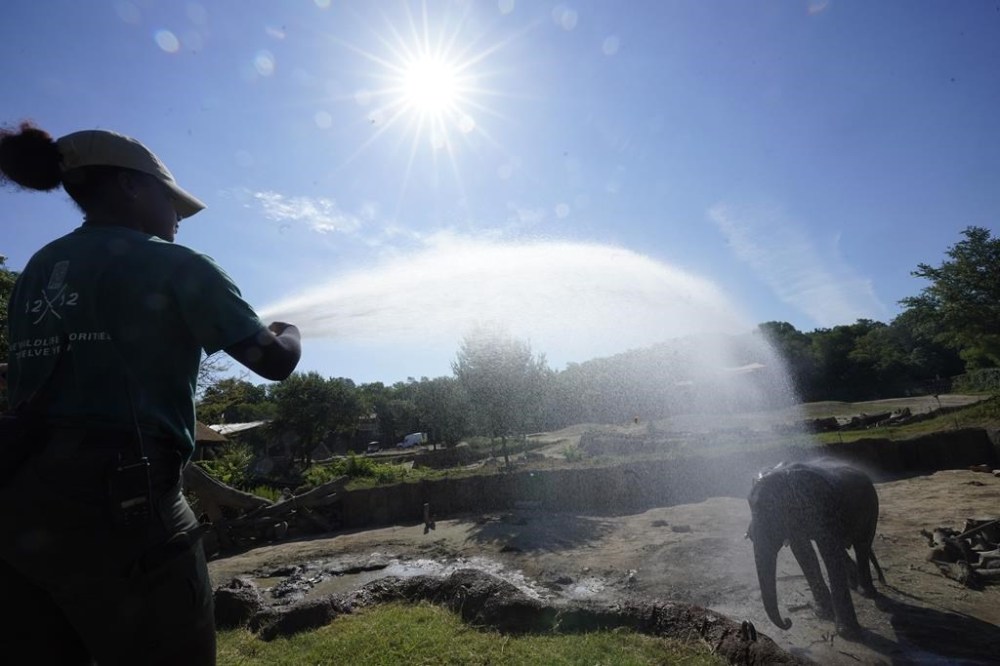 FILE - Zoologist Kris Marshall uses a water canon to help an elephant keep cool from the heat at the Dallas Zoo in Dallas, Friday, June 30, 2023. The entire planet sweltered for the two unofficial hottest days in human recordkeeping Monday and Tuesday, according to University of Maine scientists at the Climate Reanalyzer project. The unofficial heat records come after months of unusually hot conditions due to climate change and a strong El Nino event. (AP Photo/LM Otero, File)