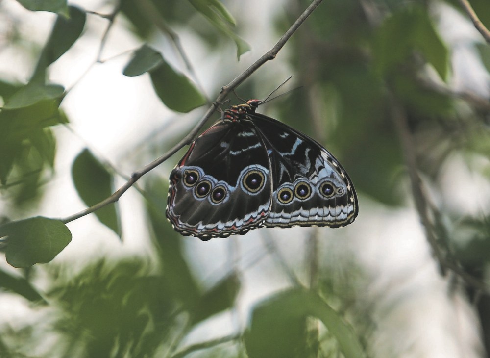 Daniel Crump / Winnipeg Free Press Files
                                The butterfly facility at The Leaf will reopen on Friday but, instead of exotic butterflies, it will have domestic ones that do not require CFIA approval.
