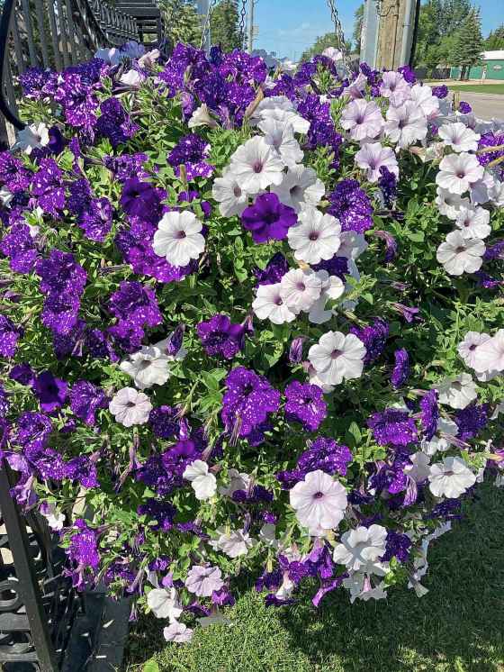 June in the garden The big reveal Winnipeg Free Press