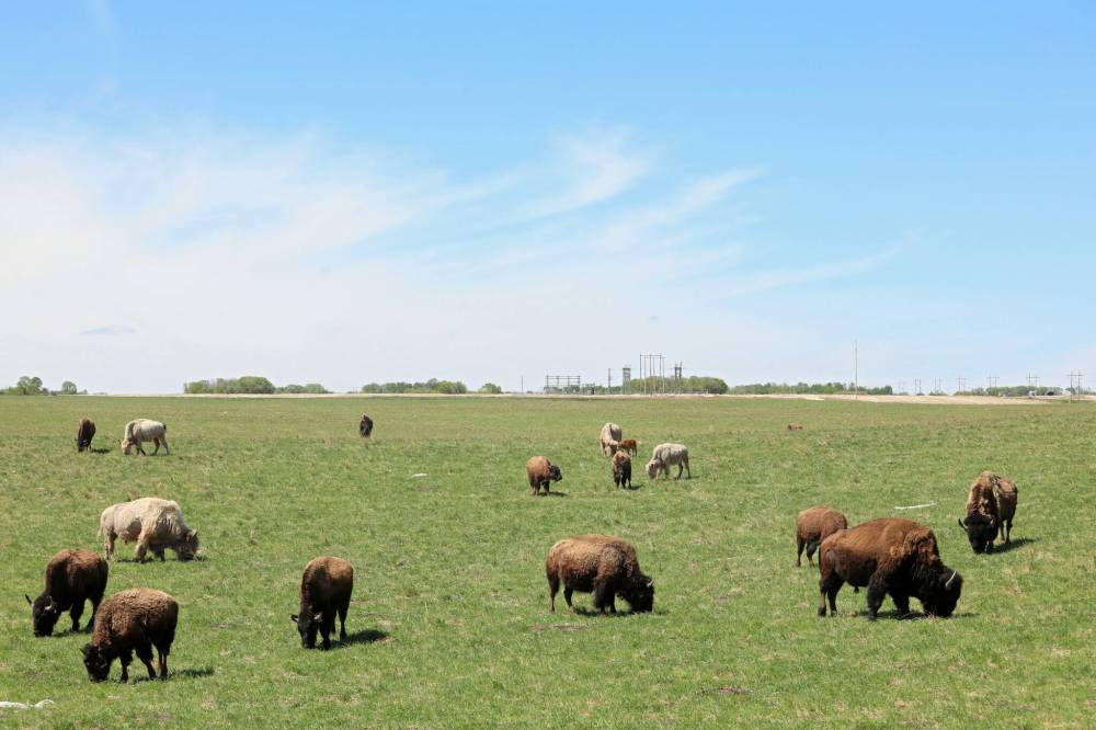 Sioux Valley Dakota Nation’s bison herd grazes on a sunny pasture. (File)