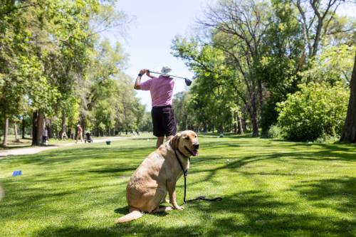 Supplied
                                Gordon Goodridge teeing off with Milo looking on. Milo belongs to the event food sponsor Dannys Whole Hog Smokehouse and Barbecue.