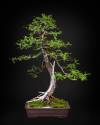 Bonsai Society of Winnipeg
                                A cedar bonsai, one of several exhibits at the WAG.