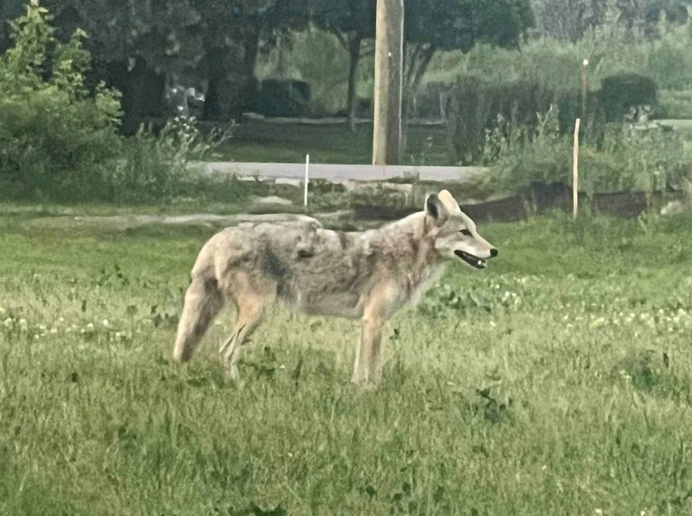 A coyote stands in an empty lot across from Olympic Park on Headmaster Row, just west of Lagimodiere Boulevard, in June. (Nikki Slater photo)