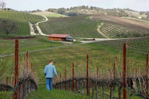 Eric Risberg / The Associated Press files
                                Winemaker Jason Haas walks past rows of Grenache Blanc vines at Tablas Creek Vineyard in Paso Robles, Calif.