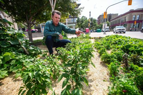 MIKAELA MACKENZIE / WINNIPEG FREE PRESS
                                Karl Thordarson estimates around two to three crates of produce were delivered to Harvest Manitoba by the end of last season.