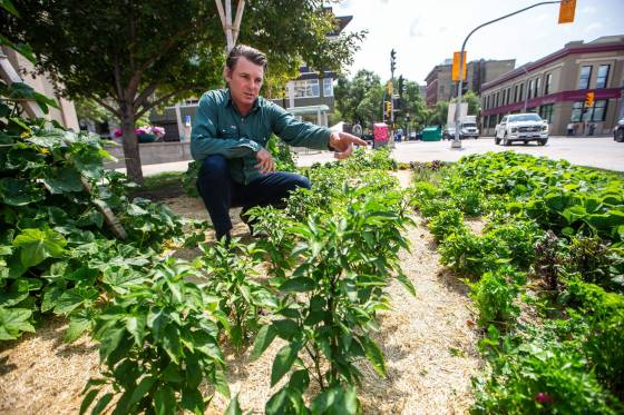 Karl Thordarson estimates around two to three crates of produce were delivered to Harvest Manitoba by the end of last season. (Mikaela MacKenzie / Winnipeg Free Press)