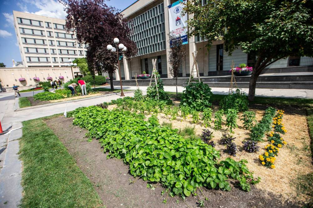 MIKAELA MACKENZIE / WINNIPEG FREE PRESS
After adding lawn signs in 2022 encouraging visitors to pick the veggies, Karl Thordarson said there are now few leftovers.