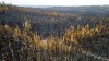 Trees scorched by the Donnie Creek wildfire line a forest north of Fort St. John, British Columbia, Canada, Sunday, July 2, 2023. THE CANADIAN PRESS/AP, Noah Berger