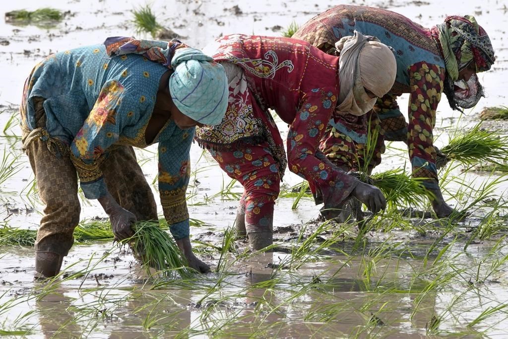 Ukraine Rice Rice crops are being threatened by El Nino after grain supplies were ...