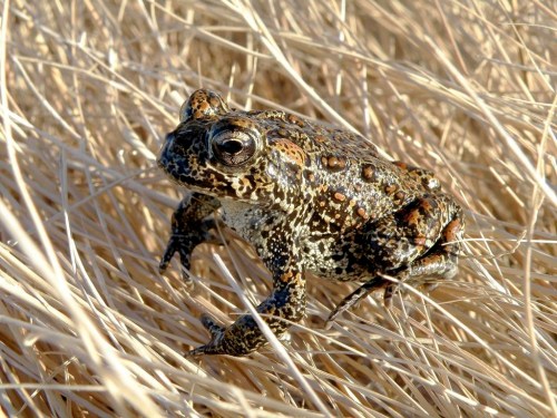 FILE - In this image provided by the Nevada Department of Wildlife, a Dixie Valley toad sits atop grass in Dixie Valley, Nev., on April 6, 2009. Interior Department officials have decided to “revisit” the 2021 environmental review that cleared the way for construction of a geothermal power plant in Nevada where an endangered toad lives, a victory for environmentalists and tribal leaders suing to block the project. (Matt Maples/Nevada Department of Wildlife via AP, File)