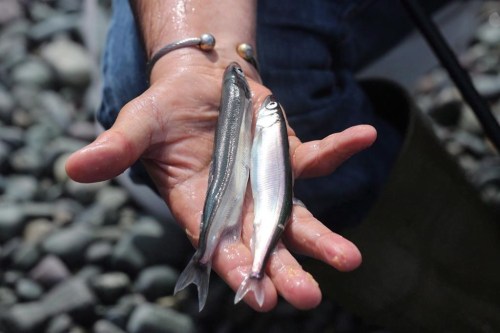A male, left, and female capelin are seen at Middle Cove Beach on Friday, July 22, 2016. Marine scientists and conservationists are calling on officials to pause Newfoundland and Labrador's commercial capelin fishery. THE CANADIAN PRESS/Paul Daly