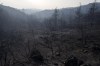 Burnt trees stand near Gennadi village, on the Aegean Sea island of Rhodes, southeastern Greece, on Wednesday, July 26, 2023. Major fires raging in Greece and other European countries have advanced. The flames have caused additional deaths, destroying homes and threatening nature reserves during a third successive wave of extreme temperatures. (AP Photo/Petros Giannakouris)