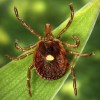 This undated photo provided by the U.S. Centers for Disease Control and Prevention shows a female Lone Star tick, which despite its Texas-sounding name, is found mainly in the Southeast. At least 100,000 people in the U.S. have become allergic to red meat since 2010 because of a weird syndrome triggered by tick bites. That's according to a new government report. But health officials believe more have the problem and don’t know it, and the actual number is more than than four times higher. The Centers for Disease Control and Prevention on Thursday, July 27, 2023 released two reports on the growing tick-borne allergy problem. (James Gathany/CDC via AP)