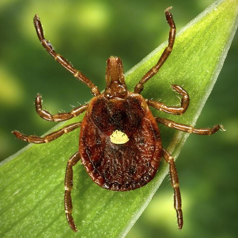 This undated photo provided by the U.S. Centers for Disease Control and Prevention shows a female Lone Star tick, which despite its Texas-sounding name, is found mainly in the Southeast. At least 100,000 people in the U.S. have become allergic to red meat since 2010 because of a weird syndrome triggered by tick bites. That's according to a new government report. But health officials believe more have the problem and don’t know it, and the actual number is more than than four times higher. The Centers for Disease Control and Prevention on Thursday, July 27, 2023 released two reports on the growing tick-borne allergy problem. (James Gathany/CDC via AP)