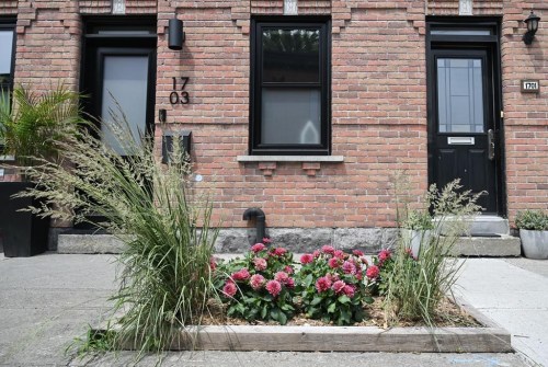 A sidewalk garden is shown in the Pointe-St-Charles borough of Montreal, Sunday, July 2, 2023. More and more gardens are sprouting up in the city where people plant flowers, vegetables and trees. THE CANADIAN PRESS/Graham Hughes