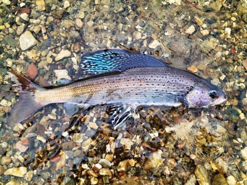 FILE - This photo provided by the U.S. Fish and Wildlife Service shows an Arctic grayling captured in a U.S. Fish and Wildlife Service fish trap at Red Rock Lakes National Wildlife Refuge near Lima, Montana. A U.S. judge has blocked a proposed water pipeline through a wilderness area in southwest Montana that was intended to help the rare fish species, which has declined from 1,131 fish in Red Rock Creek in 2015 to 73 last year. (Jim Mogen/U.S. Fish and Wildlife Service via AP, file)
