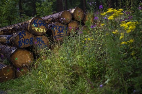 Spruce trees felled due to infestation by spruce bark beetles lie in the Lower-Saxony state forests at the Harz mountains near Clausthal-Zellerfeld, Germany, Thursday, July 27, 2023. The tiny insects have been causing outsized devastation to the forests in recent years, with officials grappling to get the pests under control before the spruce population is entirely decimated. (AP Photo/Matthias Schrader)