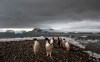 FILE - Penguins walk on the shore of Bahia Almirantazgo in Antarctica on Jan. 27, 2015. A new study released Tuesday, Aug. 8, 2023, concludes that Antarctica is already being and will continue to be affected by more frequent and severe extreme weather events, a known byproduct of human-caused climate change. (AP Photo/Natacha Pisarenko, File)