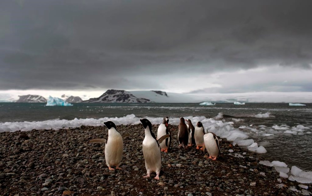 FILE - Penguins walk on the shore of Bahia Almirantazgo in Antarctica on Jan. 27, 2015. A new study released Tuesday, Aug. 8, 2023, concludes that Antarctica is already being and will continue to be affected by more frequent and severe extreme weather events, a known byproduct of human-caused climate change. (AP Photo/Natacha Pisarenko, File)