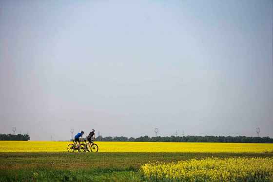 Woet Van Aert (left) and David Hamilton cycle through canola fields on the Headingley Grand Trunk Trail, west of Winnipeg, on Tuesday. (Mikaela MacKenzie / Winnipeg Free Press)