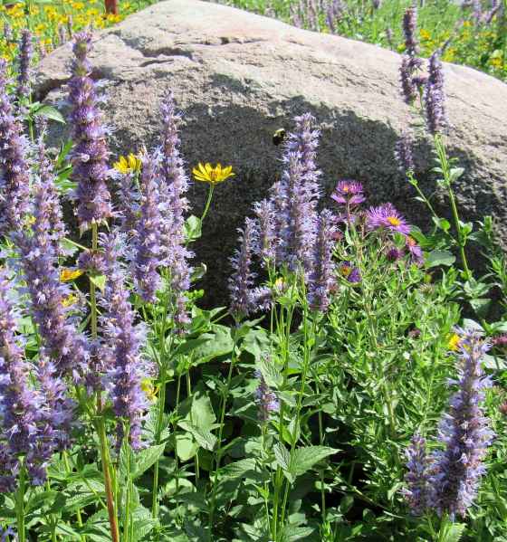 Giant Hyssop is not very long-lived, but it will self-seed. (Prairie Flora)