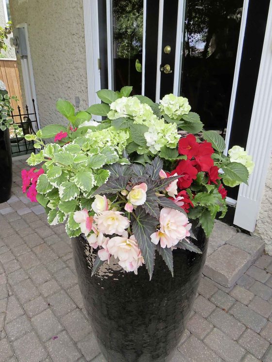 Hydrangeas in a mixed-container arrangement. (Colleen Zacharias / Winnipeg Free Press)
