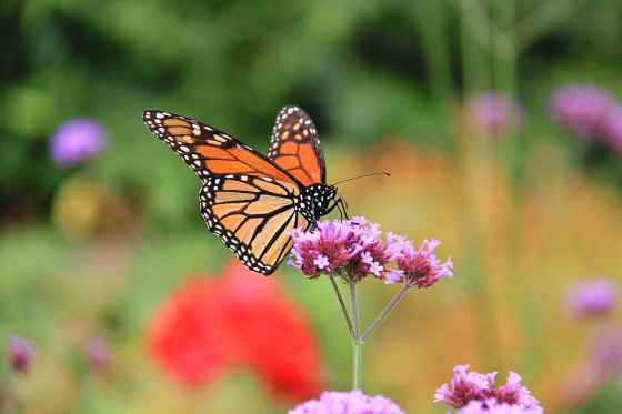 The amount of black and white in Monarch butterflies’ wings varies from butterfly to butterfly. A newly published study found that the successful butterflies tend to have less black on their wings and more white spots. (Alex Henderson)