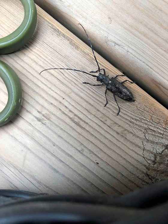 A white-spotted sawyer beetle. (Susan Southern)