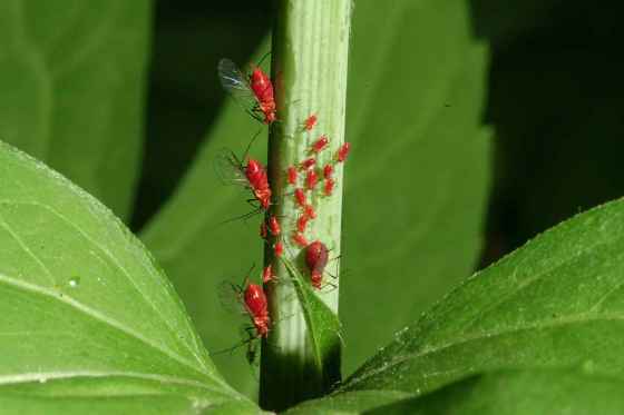 A new colony of aphids (Patricia MacKay and Robert Lamb)