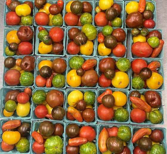 Tomatoes in a rainbow of colours. (Blue Lagoon Organics)